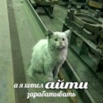Рынок айти захлопнул двери перед новичками — хайп или правда