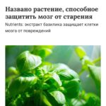 Базилик вместо таблеток для памяти