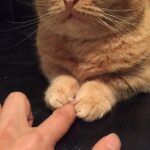 Коты против кортизола и болезней сердца
