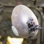 Космический «чужой» на МКС оказался обычным обедом