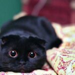 Шанс на сверхурочные девять жизней 🐈